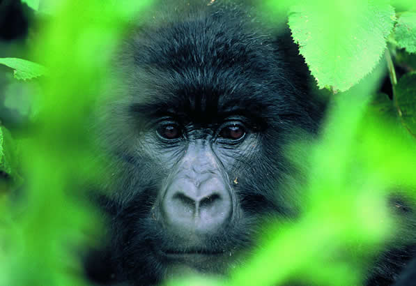 5-Days-Gorilla-Safari-Uganda-and-Rwanda